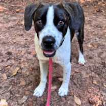 Thumbnail photo of Orpheus #1