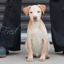adopt-pet