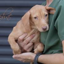 adopt-pet