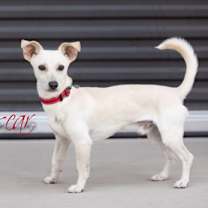 adopt-pet