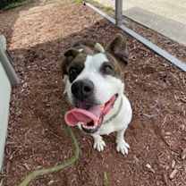 Thumbnail photo of Cariño #3