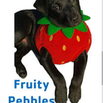 Thumbnail photo of Fruity 'Pebbles' #4