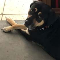 Thumbnail photo of Cody #4