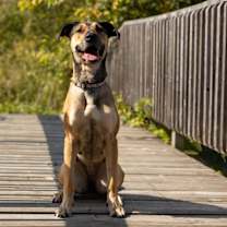 adopt-pet