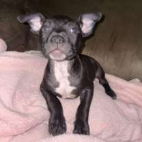 Thumbnail photo of Dlo, Tiny, Luna #2