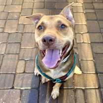 adopt-pet