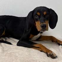 adopt-pet