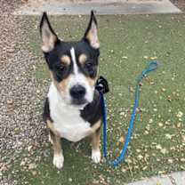 adopt-pet