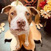 adopt-pet