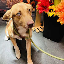 adopt-pet