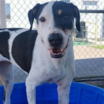 adopt-pet
