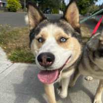 Thumbnail photo of Bellamy #1