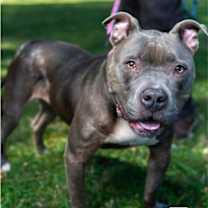 Thumbnail photo of Mittens #1