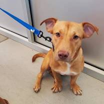adopt-pet