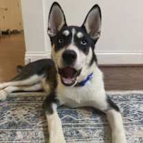 Thumbnail photo of Jonsey (Fortnite Litter) #1