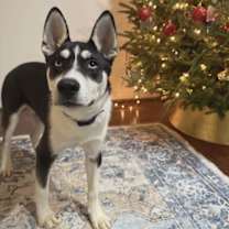 Thumbnail photo of Jonsey (Fortnite Litter) #2