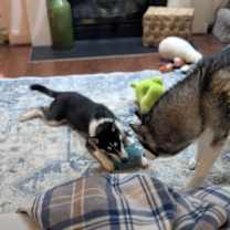 Thumbnail photo of Jonsey (Fortnite Litter) #3