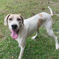 Thumbnail photo of Leia #3