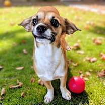 adopt-pet