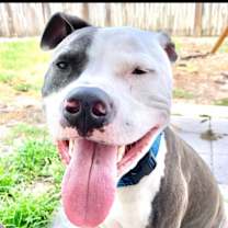 Thumbnail photo of Thor #1