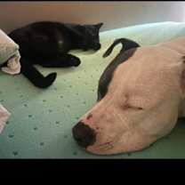 Thumbnail photo of Thor #4