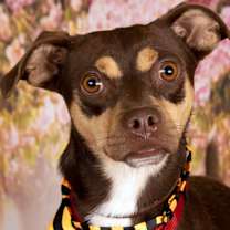 adopt-pet