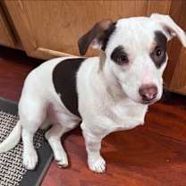 Thumbnail photo of Nico-CP Adopt Me! #3