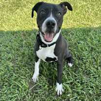 Thumbnail photo of BIBBLE #2