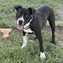 Thumbnail photo of BIBBLE #3