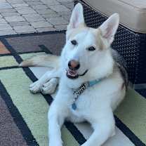 Thumbnail photo of Stella #2