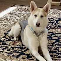 Thumbnail photo of Stella #3