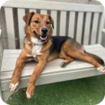 adopt-pet