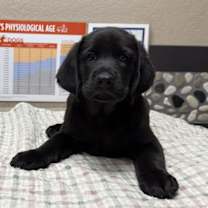 Thumbnail photo of Maximillian #3