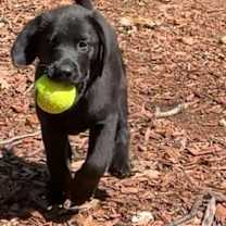 Thumbnail photo of Maximillian #4