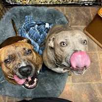 Thumbnail photo of Rowdy #1