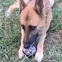 Thumbnail photo of Vulpix (Blair) #2