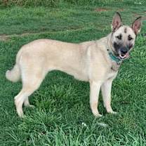 Thumbnail photo of Splenda #1