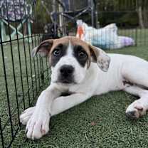 Thumbnail photo of Sarafina #1