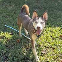 Thumbnail photo of Blue Steel #2