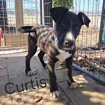 Thumbnail photo of Curtis #4