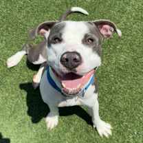 Thumbnail photo of Spring #1