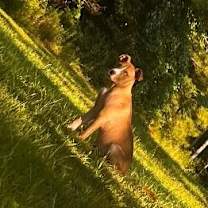 Thumbnail photo of Woodstock #4