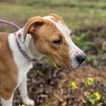 Thumbnail photo of Butterscotch #2