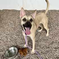 adopt-pet