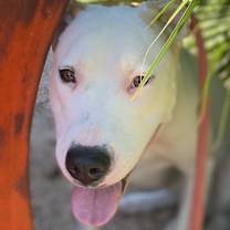 adopt-pet