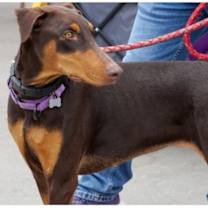 Thumbnail photo of Piper #1