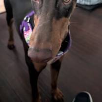 Thumbnail photo of Piper #4