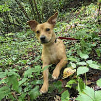 Thumbnail photo of Collins #2