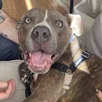 Thumbnail photo of Tiny Tony #3