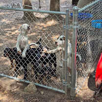 Thumbnail photo of The 8 is enough litter #1